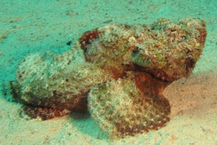 Scorpaneopsis Diabolus